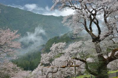 四国を代表するお花見＆撮影スポット 仁淀川町の「ひょうたん桜」