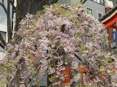 神楽坂下より善国寺迄の早稲田通りを歩く