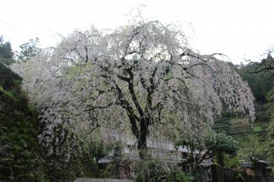 市川家の枝垂れ桜