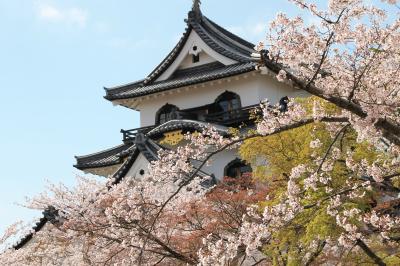 今年の桜は彦根城へ♪