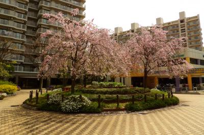 パークシティ新川崎の枝垂れ桜−2015年