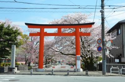 富士山本&#23467;, サニー朝, 桜