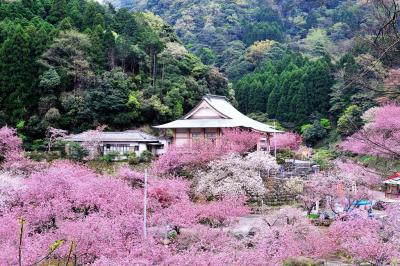 一心寺の八重桜