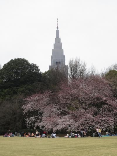 新宿御苑の桜　2015