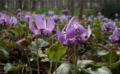 2015かたくりの花を求めて、三毳山ゆる山歩き。