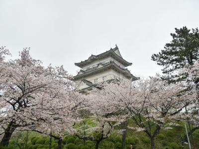 April 2015 お花見@小田原城