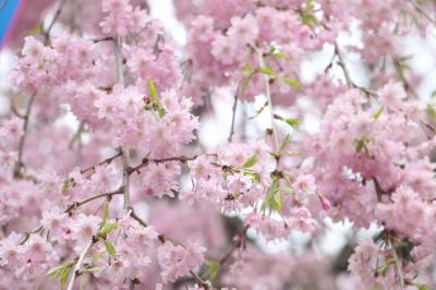 飛鳥山公園へお花見に行こう☆