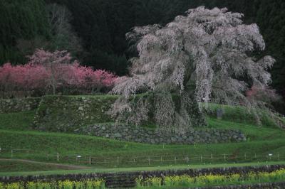 ～夜中の又兵衛桜～