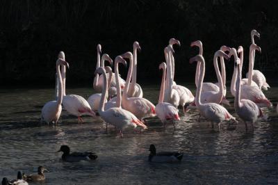 スコットランド・フランスの旅2014 16.カマルグ自然保護地帯　Réserve Naturelle de Camargue