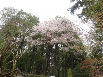 雨の笠間で花見　あたご山桜まつりと寺社仏閣めぐり