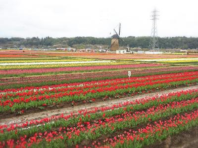 吉高の大サクラと佐倉チューリップフェスタ