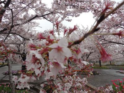 2015 千葉の桜の花をみる