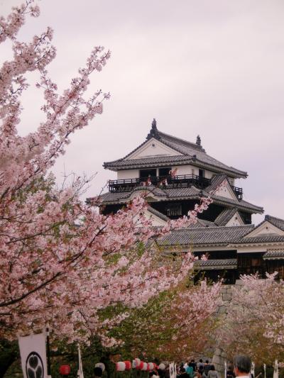 桜満開・現存天守『松山城』