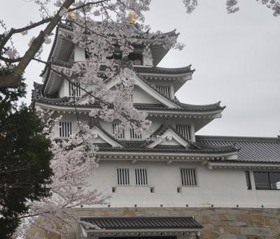 満開の桜　　ＩＮ　墨俣城　　　パート　−　５