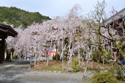 京都山科　毘沙門堂の枝垂れ桜！2015年