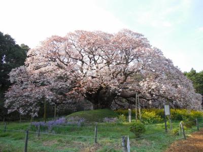 満開の吉高の大桜に行ってきました「雪辱編」
