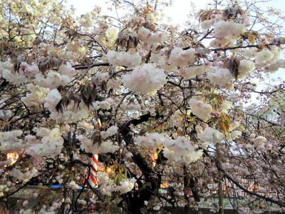 造幣局の桜の通り抜け（夜編）