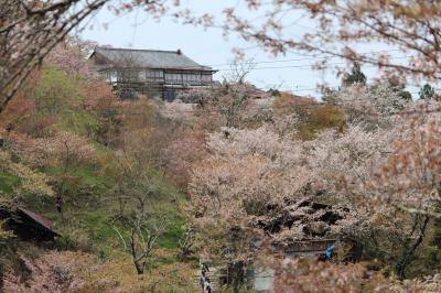 世界遺産・吉野山「桜の名所」人の多さにびっくりで～す　
