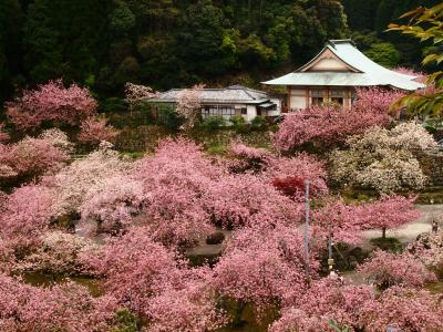 八重桜が満開の「一心寺」に行って　春の香りと太陽の光を浴びて元気をもらいました.。o○