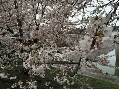 大河原千本桜