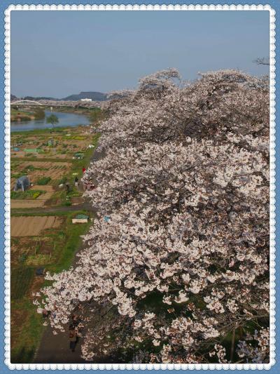 白石川堤「一目千本桜」と、新たなビュースポット千桜橋（せんおうきょう）