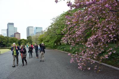 八重桜が見ごろ　靖国神社から北の丸公園を経て皇居東御苑