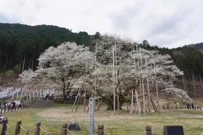 樹齢1,500年の淡墨桜に酔いしれるの巻