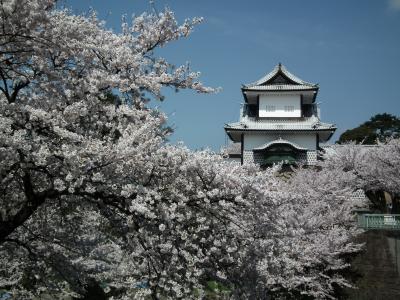 金沢の桜と食を堪能