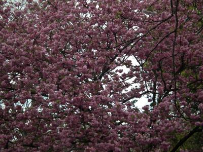 大阪造幣局桜通り抜けと万博記念公園ポピーフェアを堪能