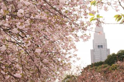 東京の屋内と屋外の遅咲き桜を愛でる（前編）新宿御苑の垂涎の八重桜を超広角レンズを交えて楽しむ