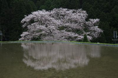 旅するイルカ♪　桜だより　2015　Part8　奈良県　諸木野の桜と佛隆寺へ