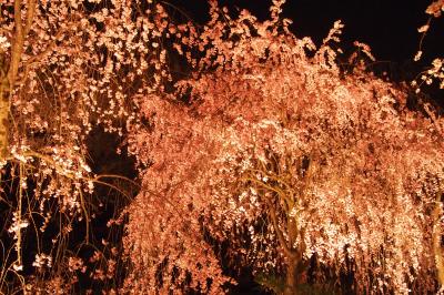 母娘京都旅２０１５　桜を訪ねる旅