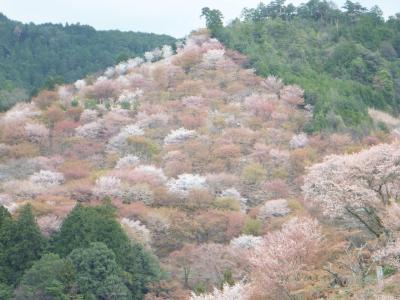 桜の吉野山へ♪