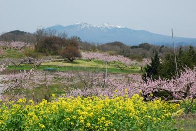 新府　桃源郷の花旅（山梨）