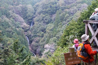 馬酔木(ｱｾﾋﾞ)の山　　　　青 山 高 原 (755.8ｍ)　 