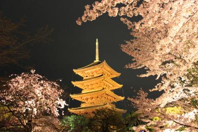 青春18切符一人旅　桜満開の姫路城～京都　東寺の夜桜にうっとり～後半