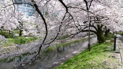 桜満開の富山へ・・・間違えて白川郷へ