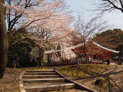 春は京都の桜　　　２０１５年　　NO5  ≪醍醐の花見≫　　「金堂」から「弁天堂」