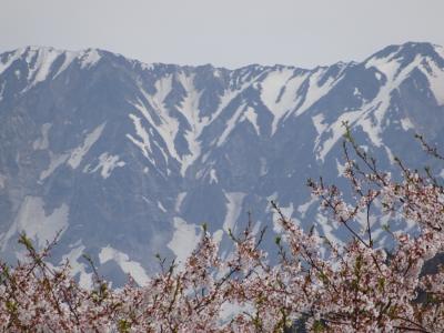 残雪の大山と満開の桜並木が隠れた絶景だと、地元のＨＰで紹介されてて、行ってみたら感動しました。