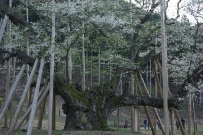 谷汲山華厳寺の桜並木参道と、根尾谷の薄墨桜