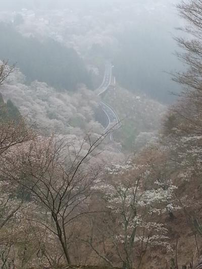 吉野の桜