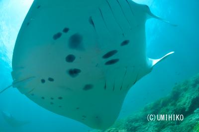 ヤップ定食マンタ大盛りで・・・【3：ダイビング】