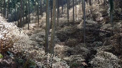 2015焼森山ミツマタ群生地 甘い香りの幻想的景観