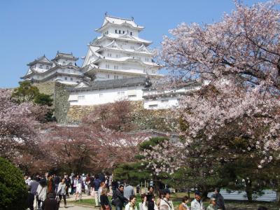 真っ白に蘇えった姫路城と桜～大阪造幣局の桜の通り抜け！