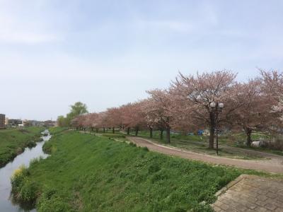 大堀川の桜とカワセミ。