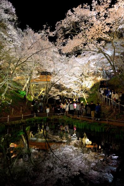 春の薫りに誘われて…東濃・木曽・上伊那横断記【７】～麗しき“天下第一の桜”に酔いしれる 高遠城址公園・夜桜編♪～