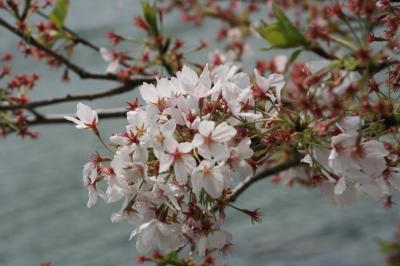 奈良吉野山～京都　桜めぐり