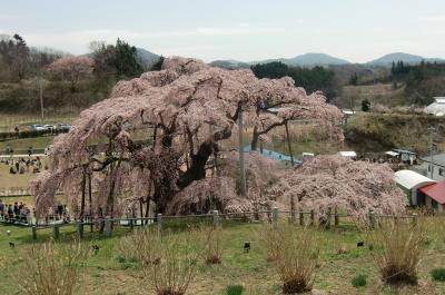 三春の滝桜は見頃です