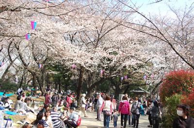 東京で一番低い？飛鳥山へ桜を愛でに
