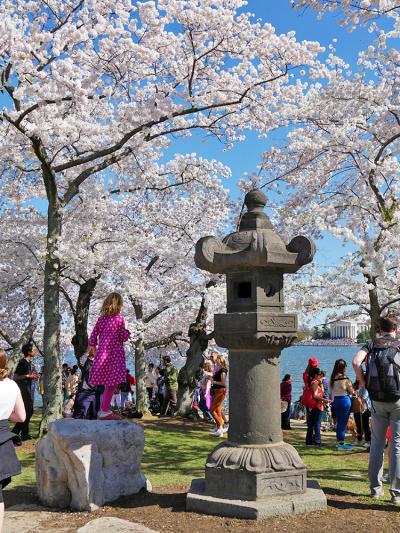 アメリカ東海岸とカリブ海まで行って来ました!!　＞  満開のワシントンＤＣ・サクラ祭へ GO ! (快晴の日曜日）